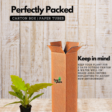 cardboard philodendron Philodendron Golden Narrow /Philodendron Golden serratum