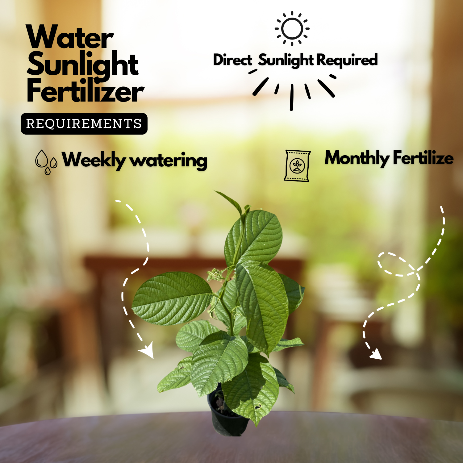 Akashavellari Live Plant (Home & Garden)