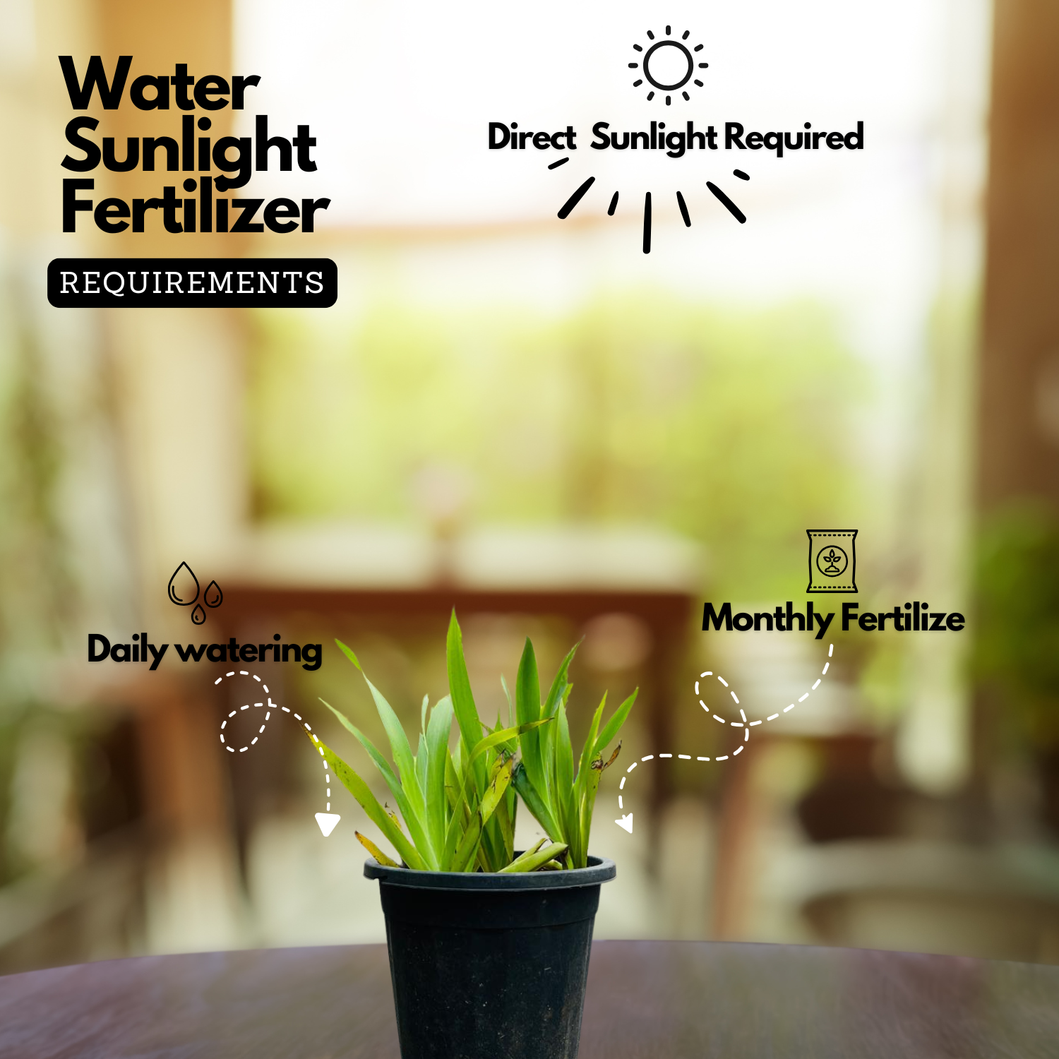 Dove Tail Orchid (Xiphidium caeruleum) Flowering/Ornamental Live Plant (Home & Garden)