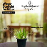 Dove Tail Orchid (Xiphidium caeruleum) Flowering/Ornamental Live Plant (Home & Garden)