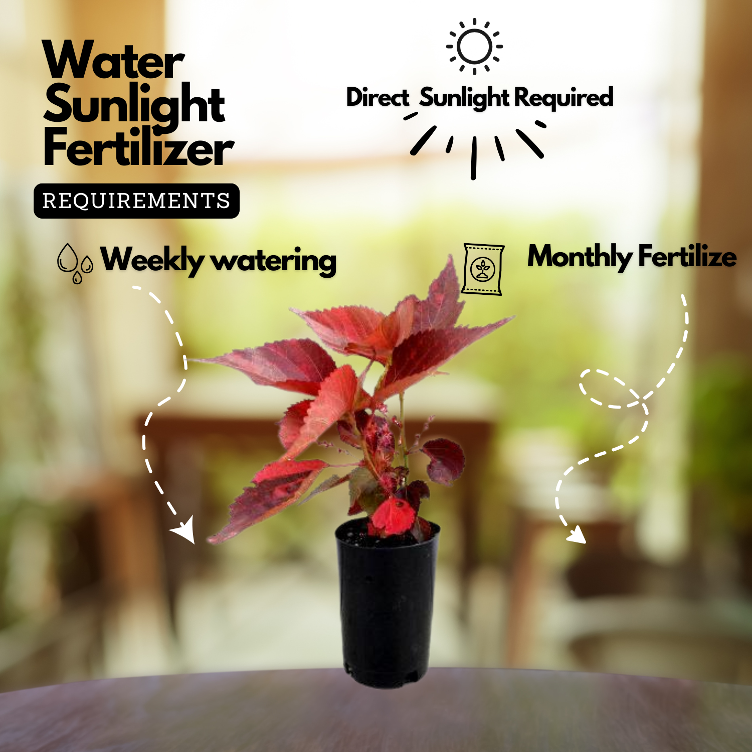 Acalypha Red Plant (Home & Garden)