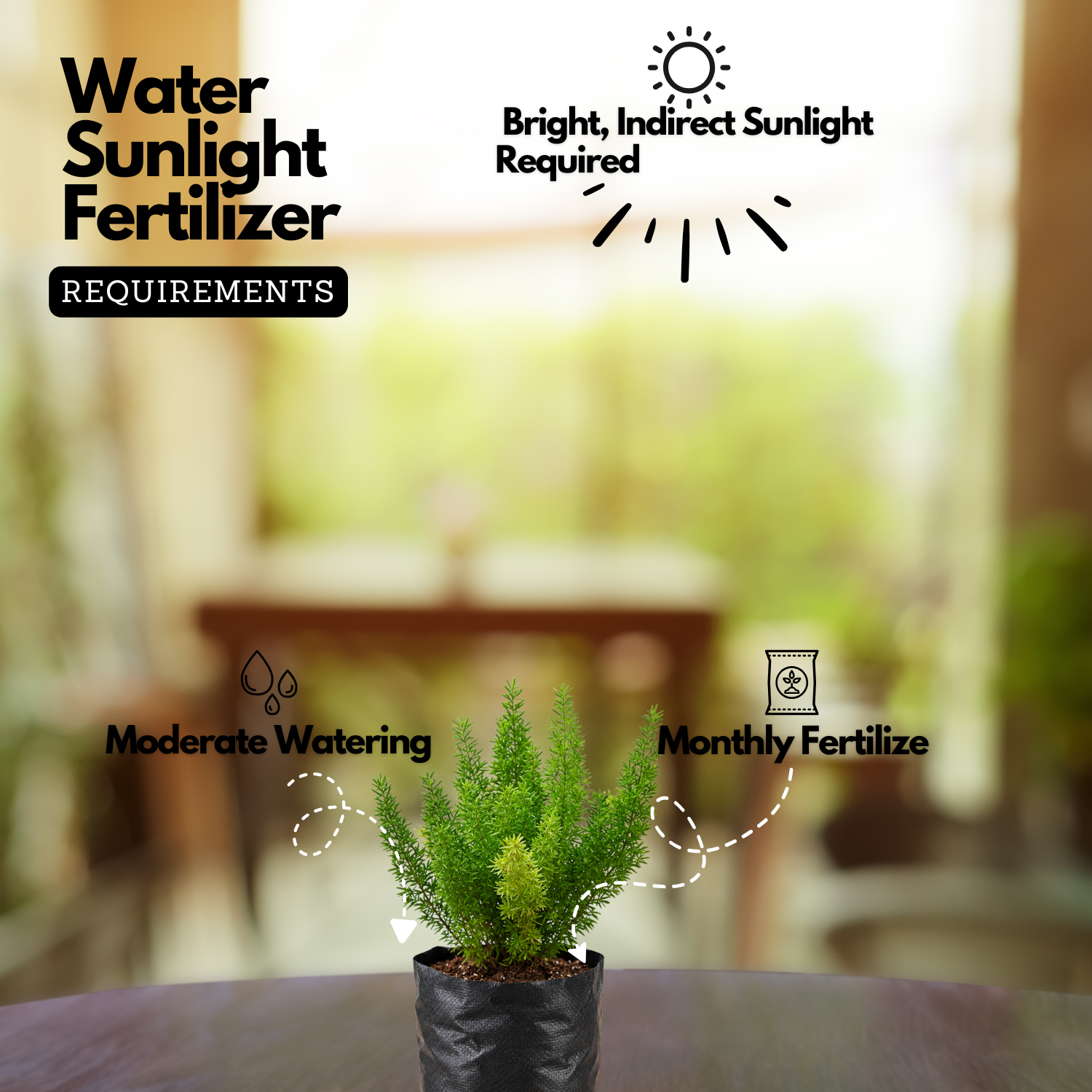 Foxtail Fern Live Plant | Asparagus Densiflorus ‘Myersii’ | Ornamental Green Foliage Plant for Home & Garden