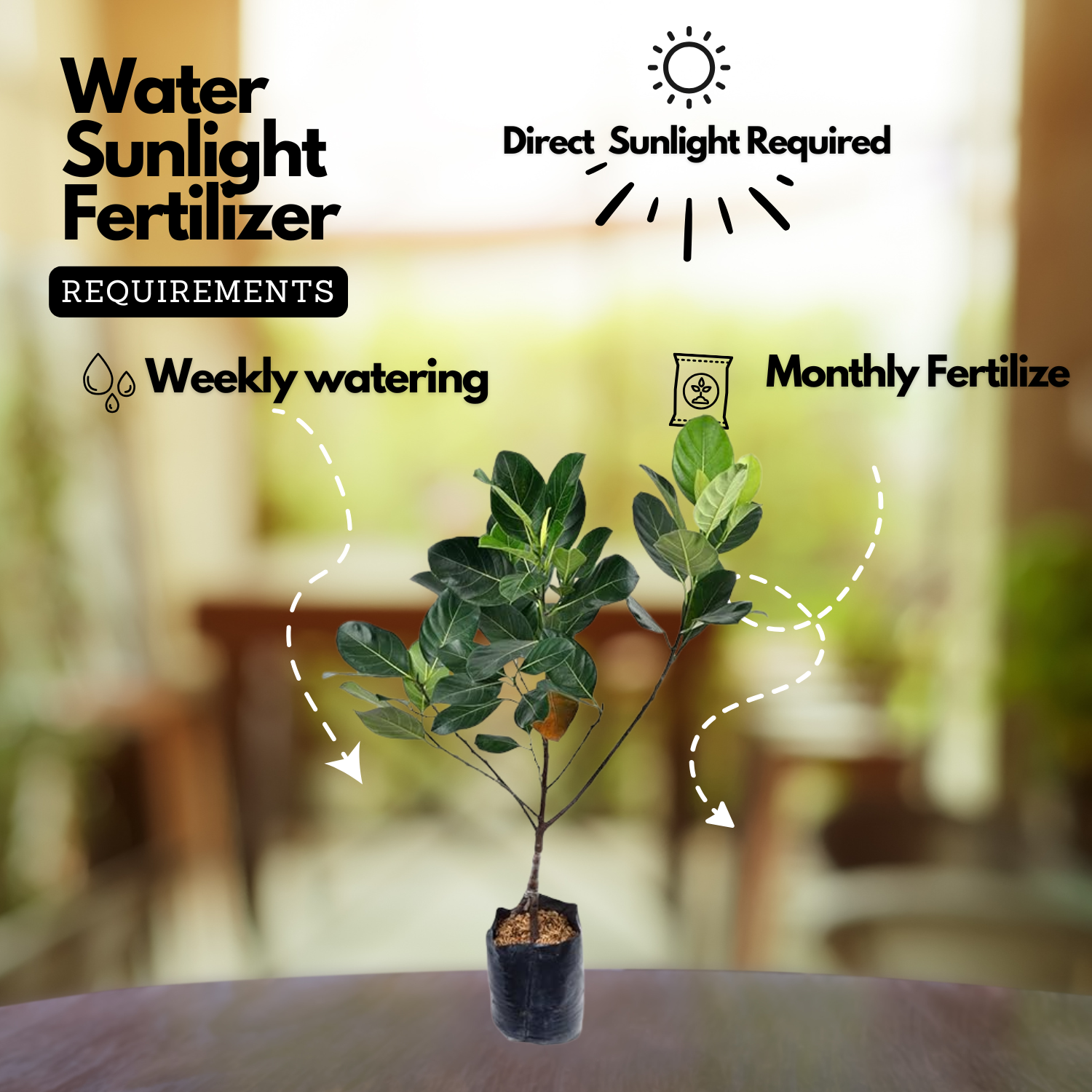 Sindoor Jackfruit Grafted Live Plant (Home & Garden)