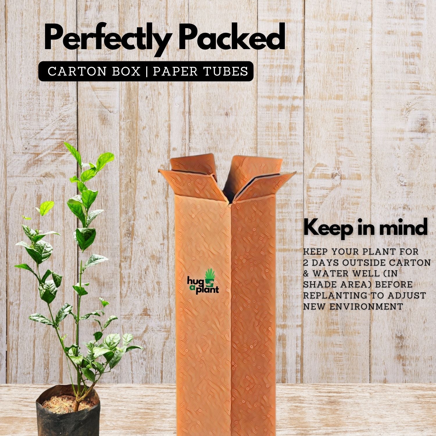 Flowering Plant Birth Star: Anizham (Plant: Jasmine / Mulla / Jasminum sambac) / Flowering / Ornamental Live Plant (H&G)