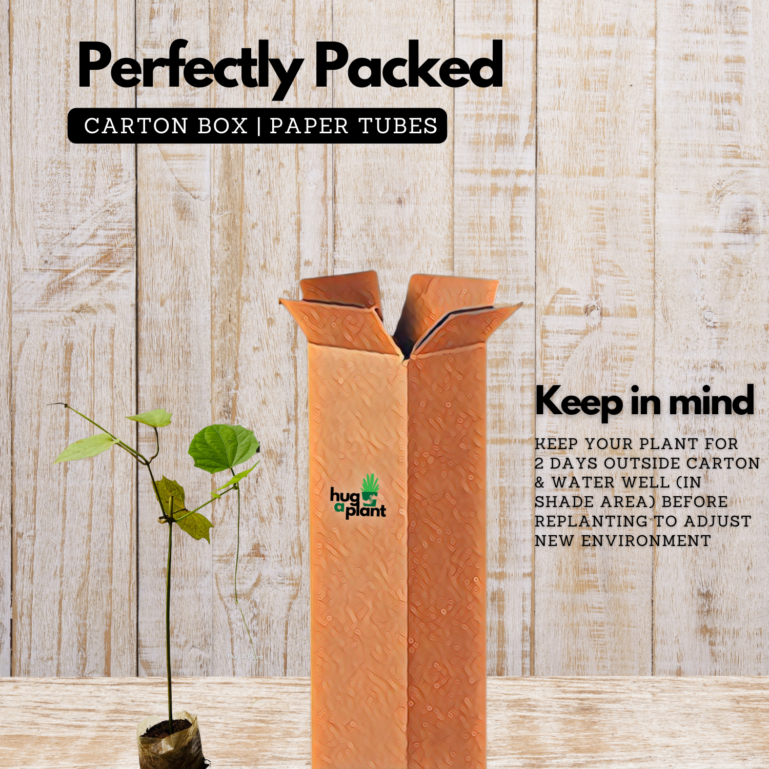 Thunbergia Clock Vine (Any Colour) Flowering | Ornamental| Medicinal Creeper Live Plant (Home & Garden)