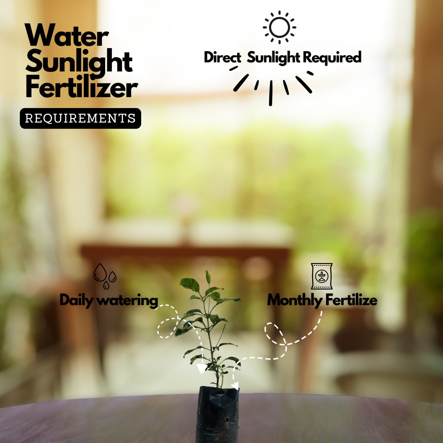 Flowering Plant Birth Star: Uthram (Plant: Kanakambaram | Crossandra | Firecracker Flower) (Crossandra Infundibuliformis) Flowering/Ornamental Live Plant (H&G)