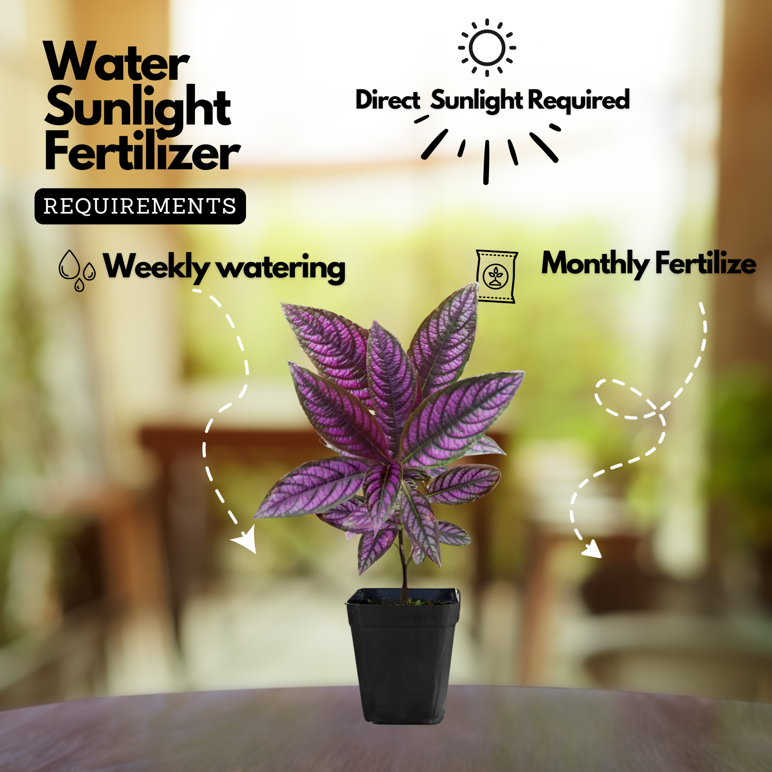 Peacock Plant, Persian Shield - Strobilanthes Dyerianus Live Plant (Home & Garden)