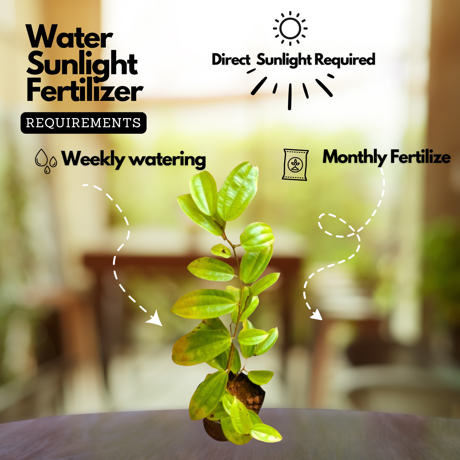 Bauhinia Coccinea Live Plant (Home & Garden)