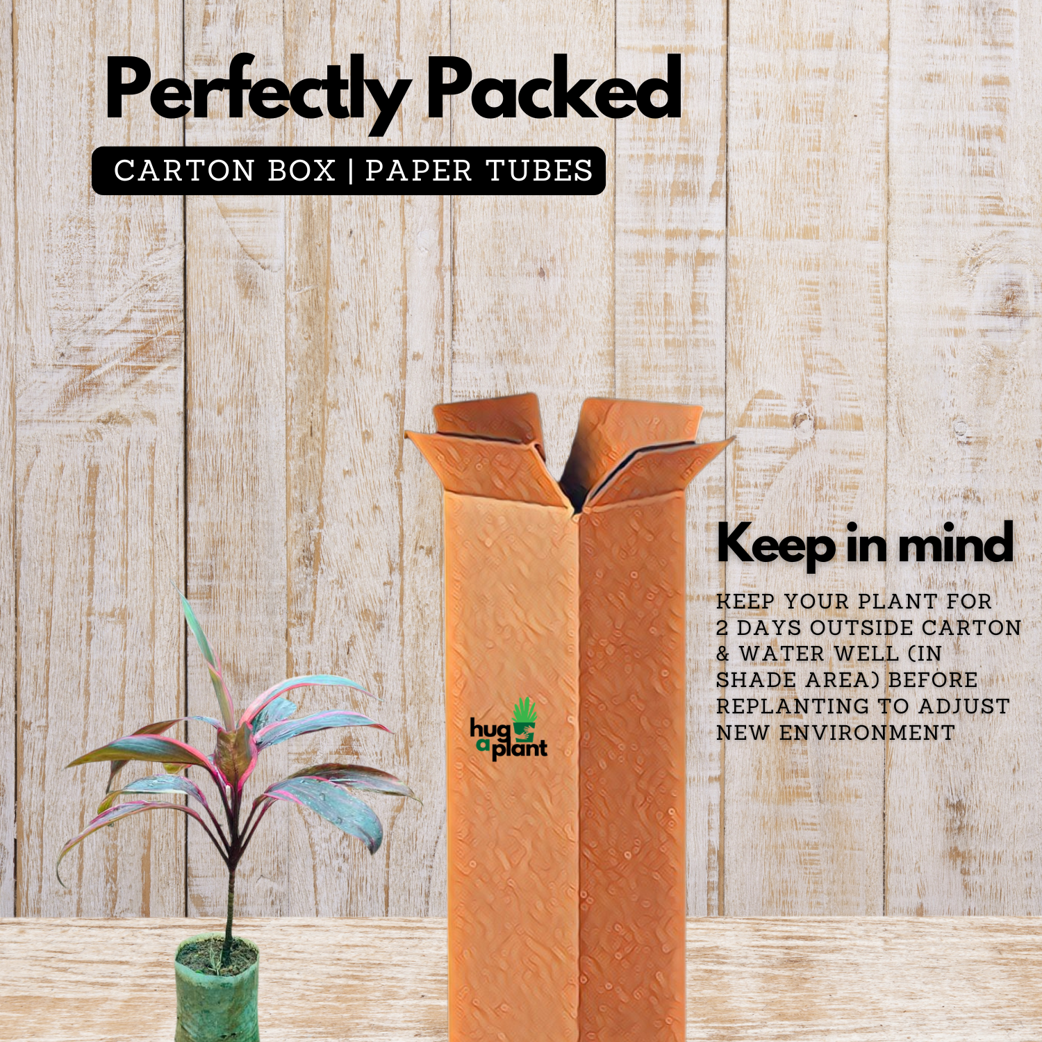 Dracaena Ruby Red Live Plant | Red Variegated Indoor Ornamental | Low Maintenance Live Plant (Home & Garden)