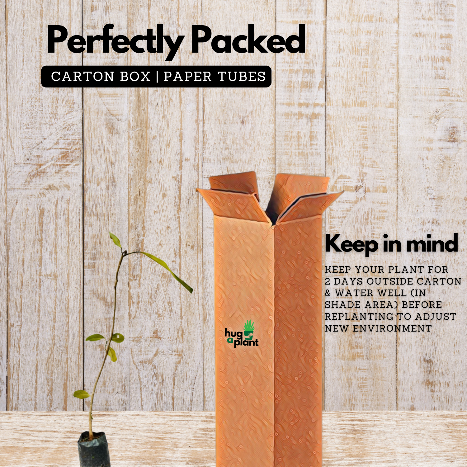 Peral / Banyan Tree (Ficus Benghalensis) Live plant (Home & Garden)