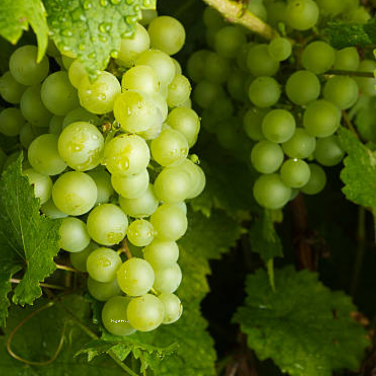 Grape / Munthiri(Green)(Vitis vinifera) Fruit/Ornamental Live Plant (Home & Garden)