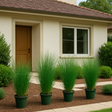Pencil Grass(Juncus effusus) Live Plant (Home & Garden)