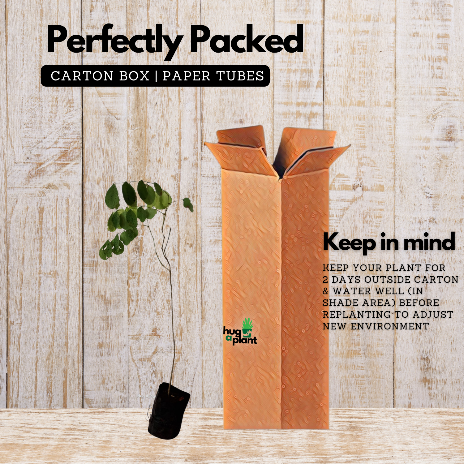 Veeti plant(Indian rose wood)Fruit Live Plant (Home & Garden)