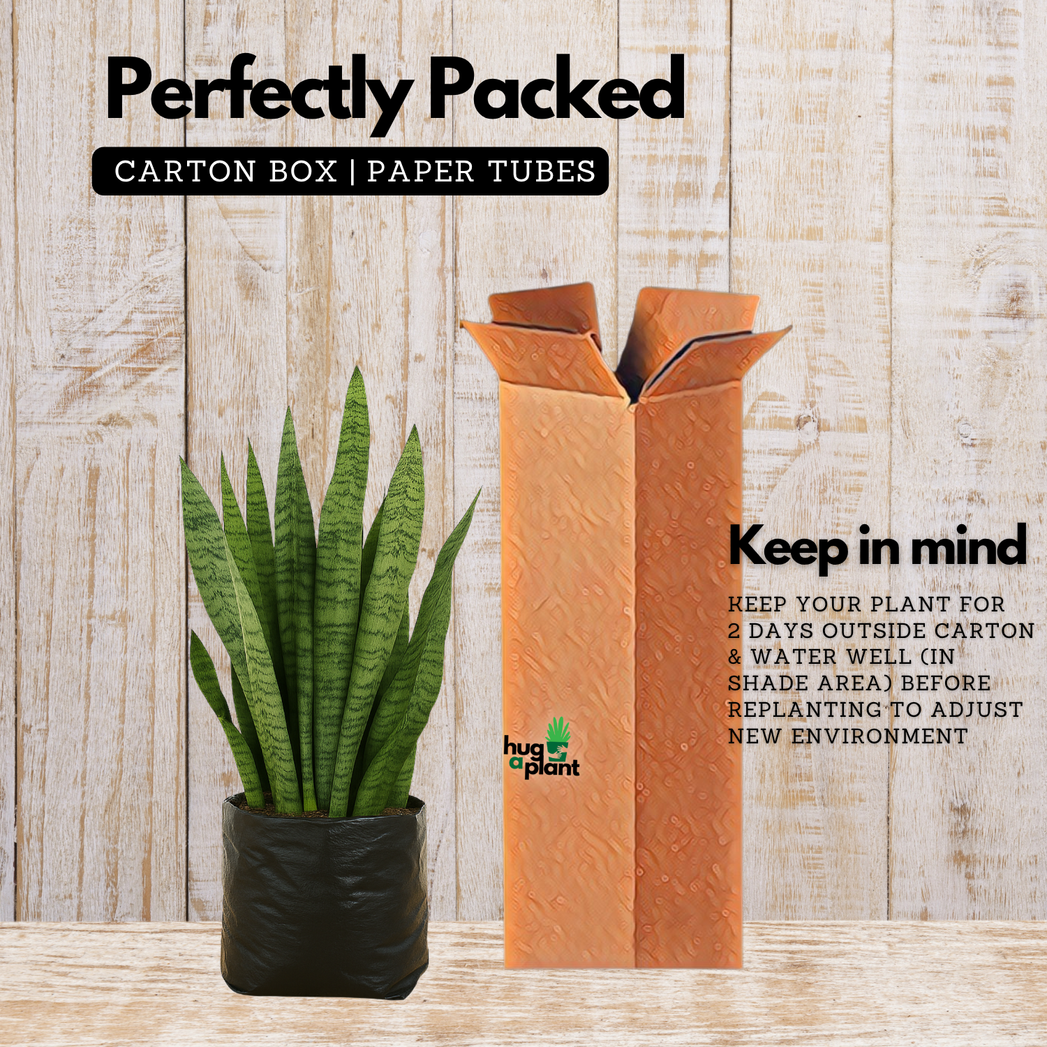 Live Snake Plant (Sansevieria trifasciata)(Home & Garden)