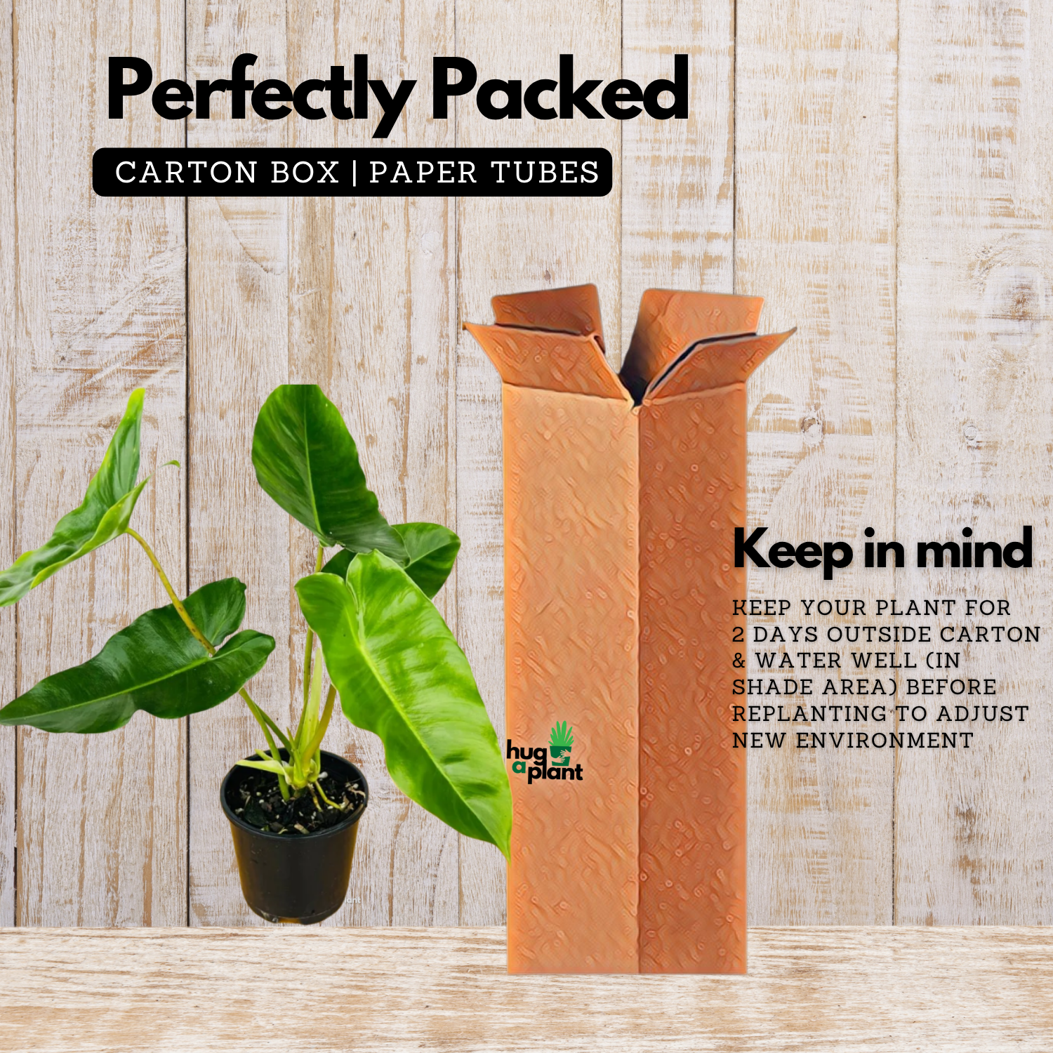 Philodendron burle-marxii Live Plant with Hanging For(Home & Graden)