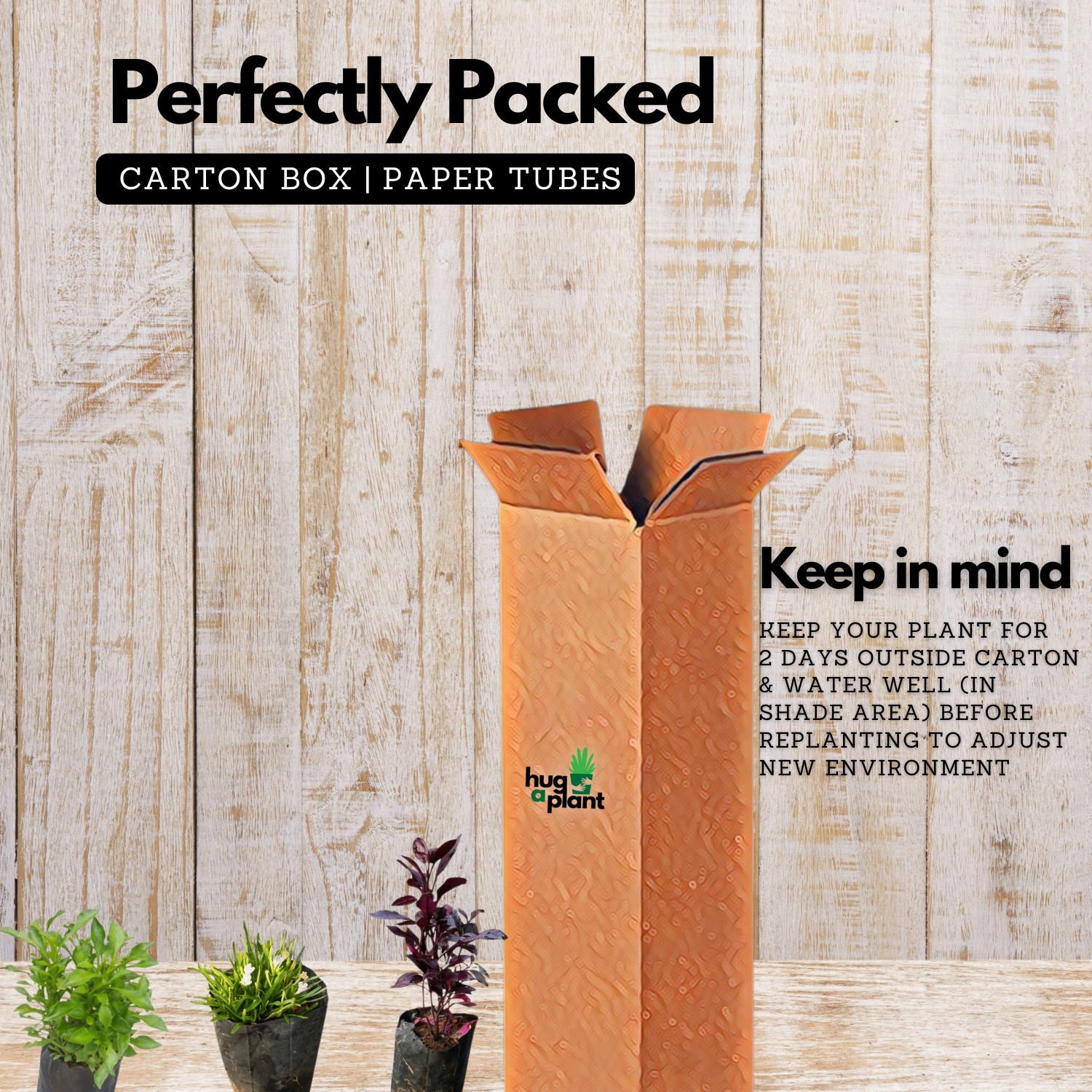 Vertical Plants Combo – Alternanthera Green, Alternanthera Purple & Star Grass (Hemigraphis repanda) | Pack of 9 Live Plants (3 Each) | Ideal for Vertical Garden & Landscape