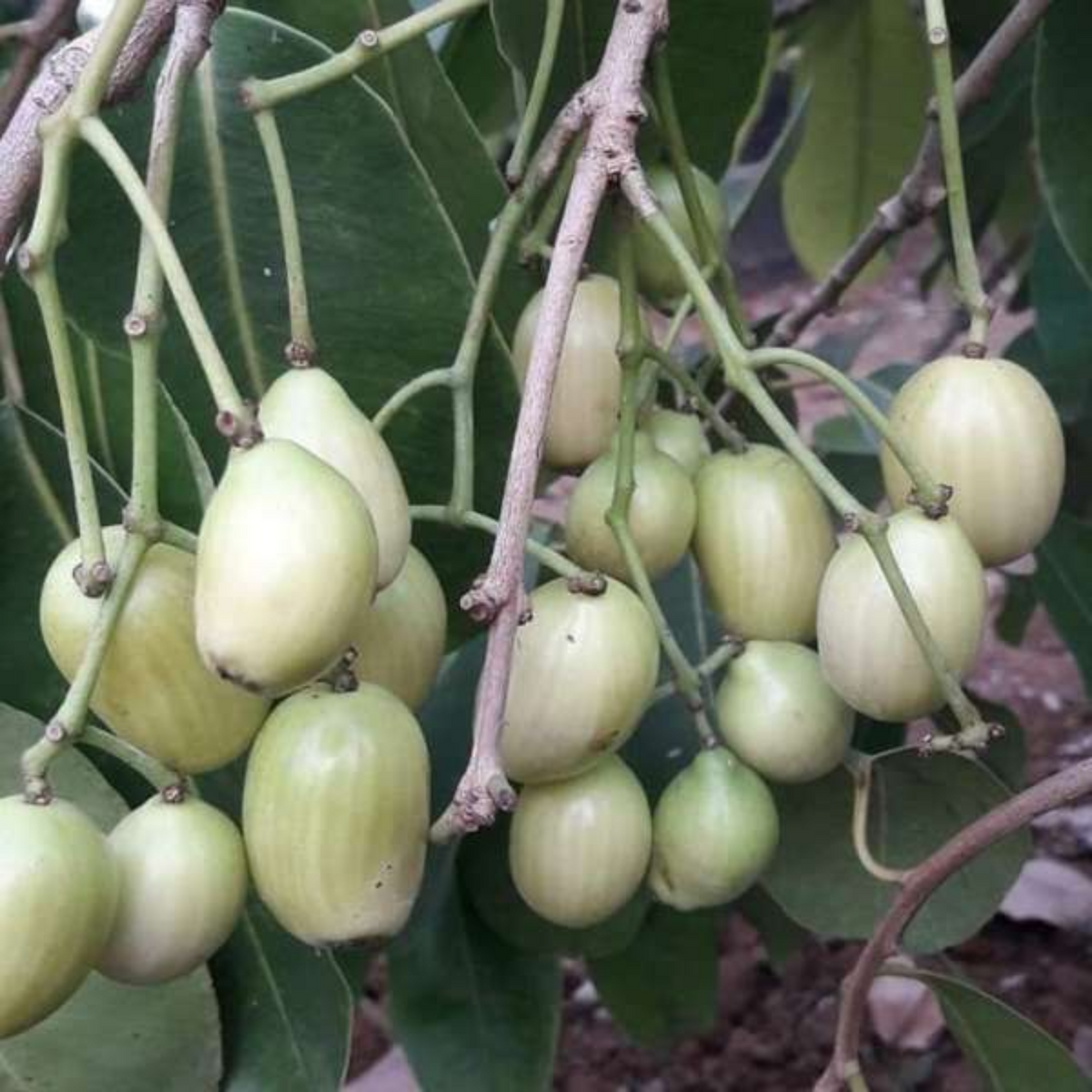 White Jamun / Vella NJaval (Grafted) (Syzygium cumini) Fruit Live Plant (Home & Garden)