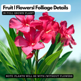 Flowering Plant Birth Star: Aswathy (Plant:Red Arali / Nerium Oleander) Flowering / Ornamental Live Plant (H&G)