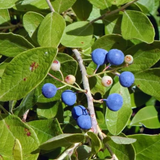 Rudraksha Plant (Elaeocarpus ganitrus) Flowering/Ornamental Live Plant (Home & Garden)
