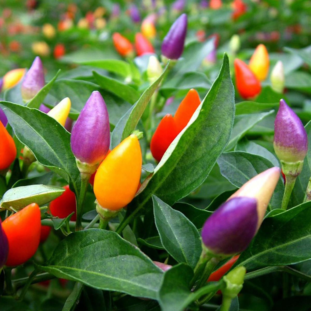 Ornamental Chilli Plant Fruit / Ornamental Live Plant (Home & Garden)