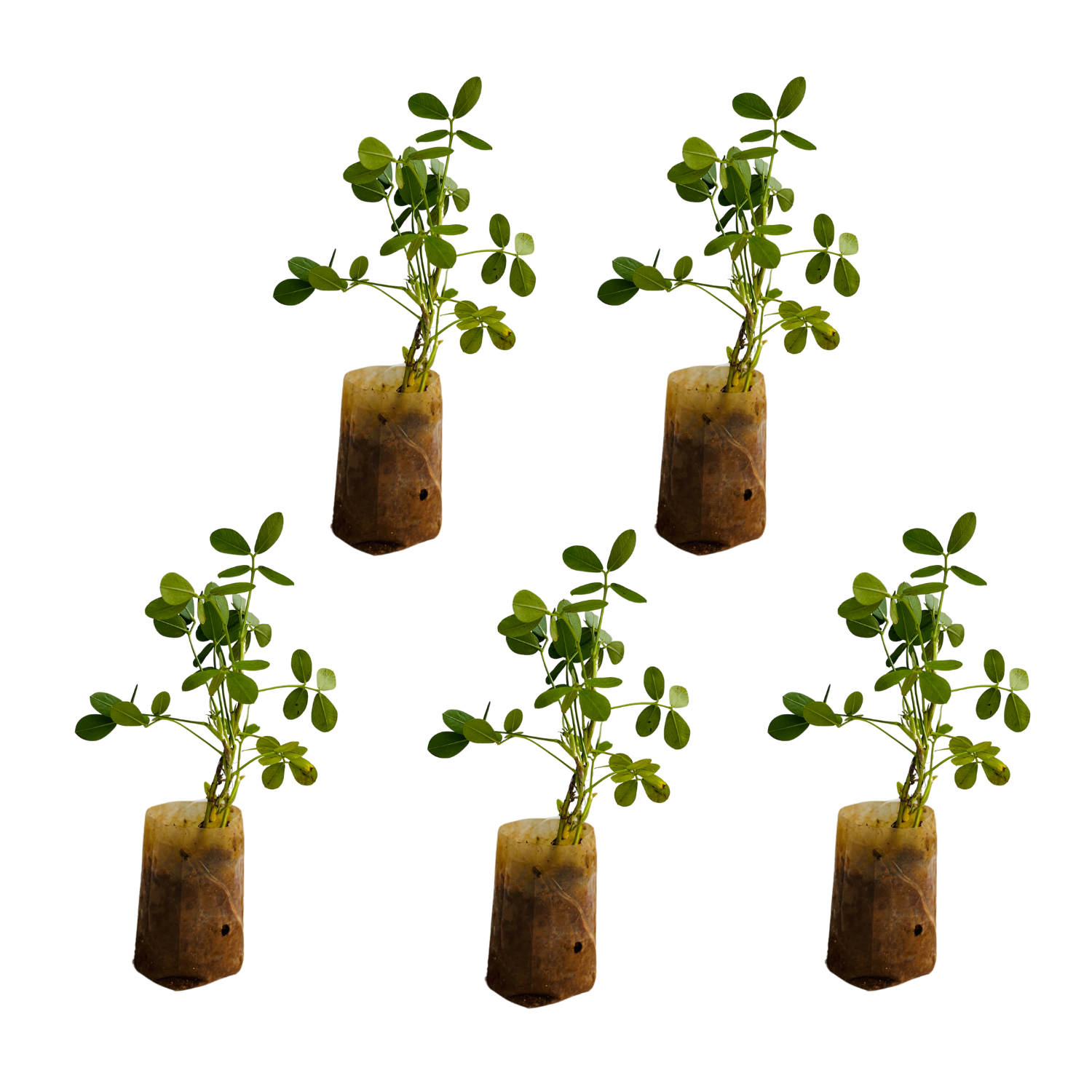 Peanut / Groundnut / Kappalndi (Arachis hypogaea) Fruit Live Plant (Home & Garden)(Pack Of 5)