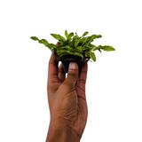 Variegated Pearl Grass Seedling [5 Nos] For Lawn, Ground,Garden (Home & Garden)