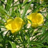 Flowering Plant Birth Star: Punartham (Plant: Yellow Arali / Nerium Oleander) Flowering / Ornamental Live Plant (H&G)