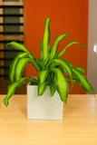 Hug A Plant |Dracaena Dara Singh Plant in Quebec Square Rotomolded Plastic  Planter | Indoor Air-Purifying Plant for Home & Office Decor