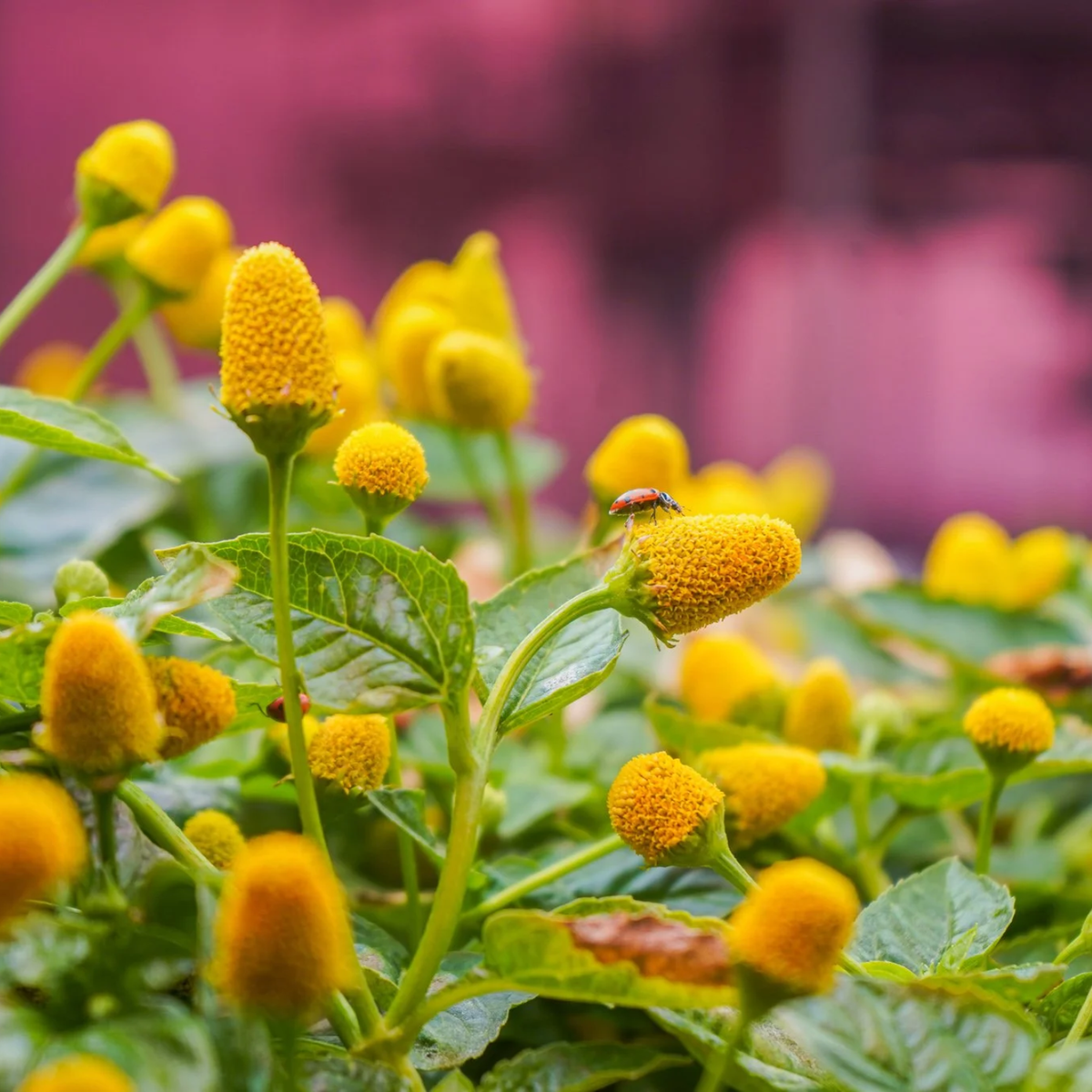 Buzz button/Toothache Plant/Paracress/Sichuan Buttons/Buzz Ting Flower (Acmella Oleracea) Live Plant (Home & Garden)