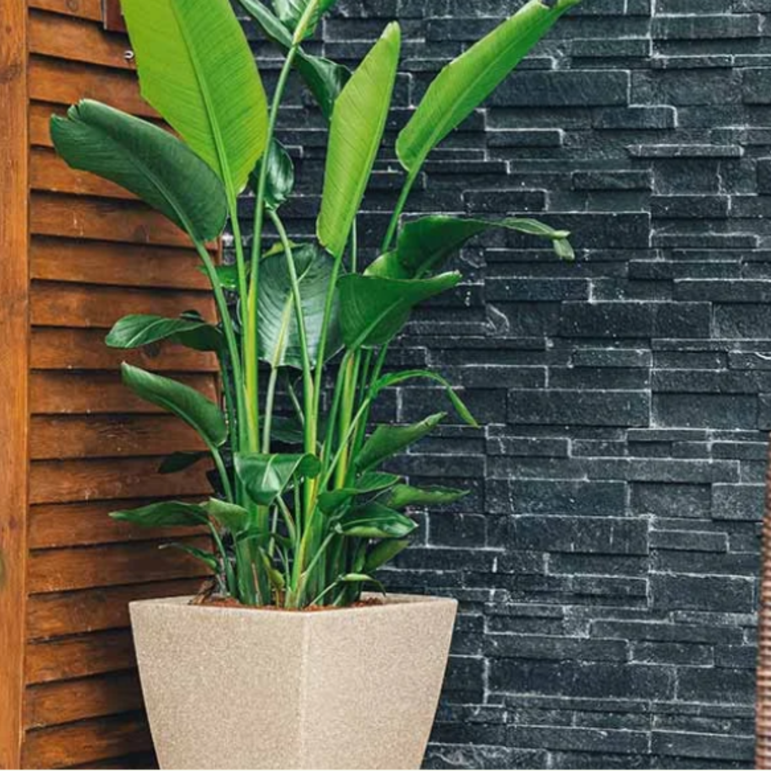 Cubo N-40 Planter 40CM Square Rotomolded Plastic Pot With Wheels for Home & Garden (Pack Of 1, 40CM | 15 INCH)