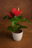 Hug A Plant | Anthurium Red – Live Flowering Indoor Plant in White Pot (Home & Office Décor)