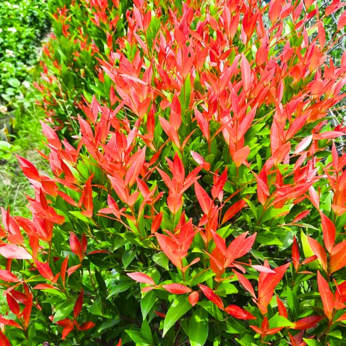 Hedge Plant Combo – Eugenia (Pack of 3 Live Plants) | Ideal for Garden Borders, Hedges & Landscaping | Dense Evergreen Shrub for Outdoor Use