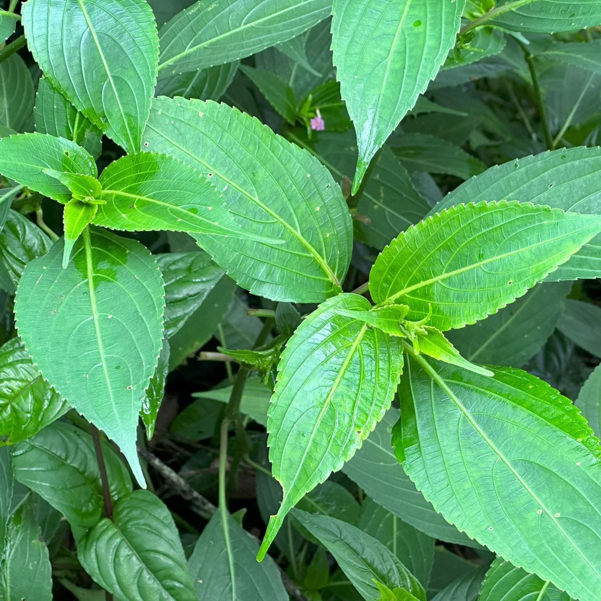 Karimkurinji Plant (Strobilanthes ciliatus) | Rare Flowering & Medicinal Live Plant | Ideal for Home & Gardens