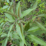 Karinochi Plant (Vitex negundo), Nirgundi | Ayurvedic Medicinal & Aromatic Live Plant | Natural Mosquito Repellent | Ideal for Home Garden & Herbal Use