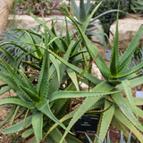 Aloe Cameronii Live Plant (Home & Garden)