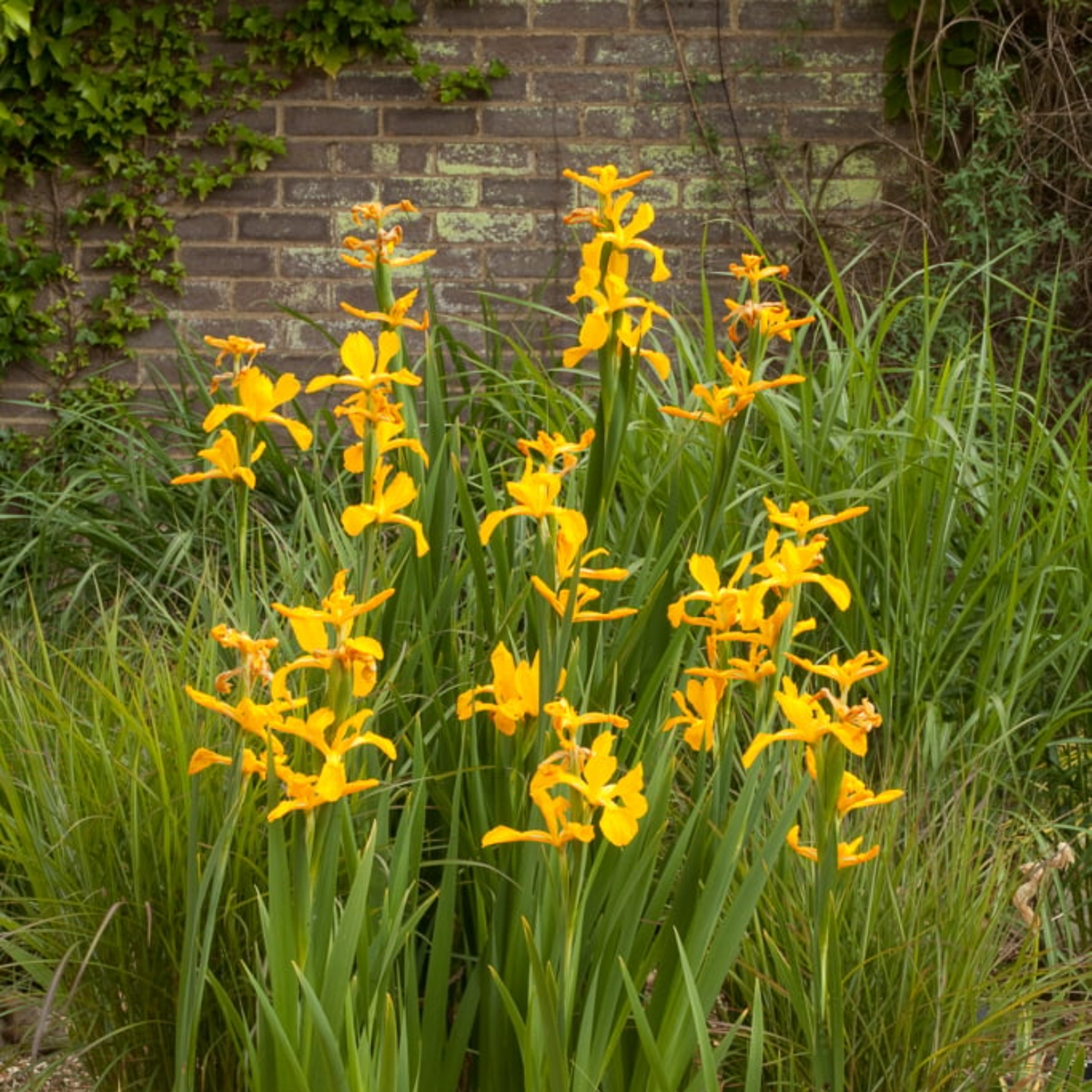 iris lily flower Iris Plant (Iris germanica / Iris spp.) Live Flowering Plant (Home & G – Hug A Plant