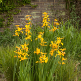 Iris Plant (Iris germanica / Iris spp.) Live Flowering Plant (Home & Garden)