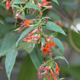 Thathiri (Woodfordia Fruiticosa) Live Plant (Home & Garden)