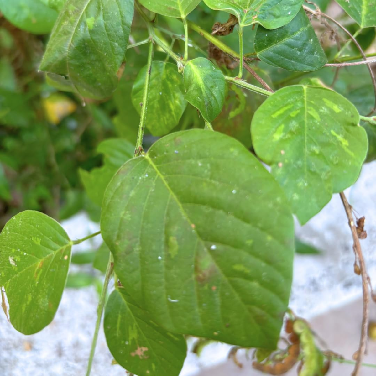 Orila Plant (Desmodium gangeticum) | Ayurvedic Medicinal Live Plant | Traditional Herbal Live Plant for Home & Garden