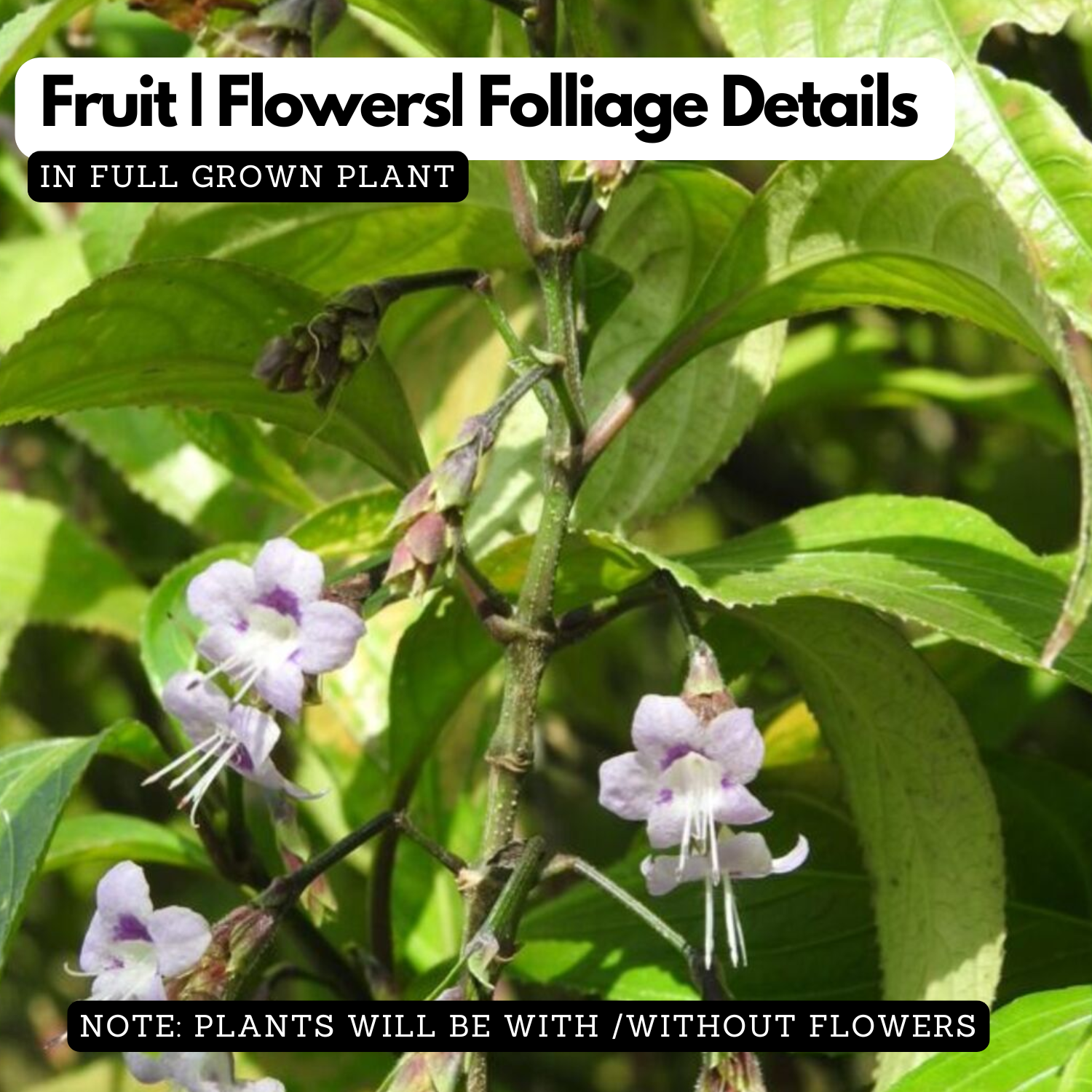 Karimkurinji Plant (Strobilanthes ciliatus) | Rare Flowering & Medicinal Live Plant | Ideal for Home & Gardens