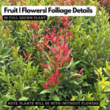 Hedge Plant Combo – Eugenia (Pack of 3 Live Plants) | Ideal for Garden Borders, Hedges & Landscaping | Dense Evergreen Shrub for Outdoor Use