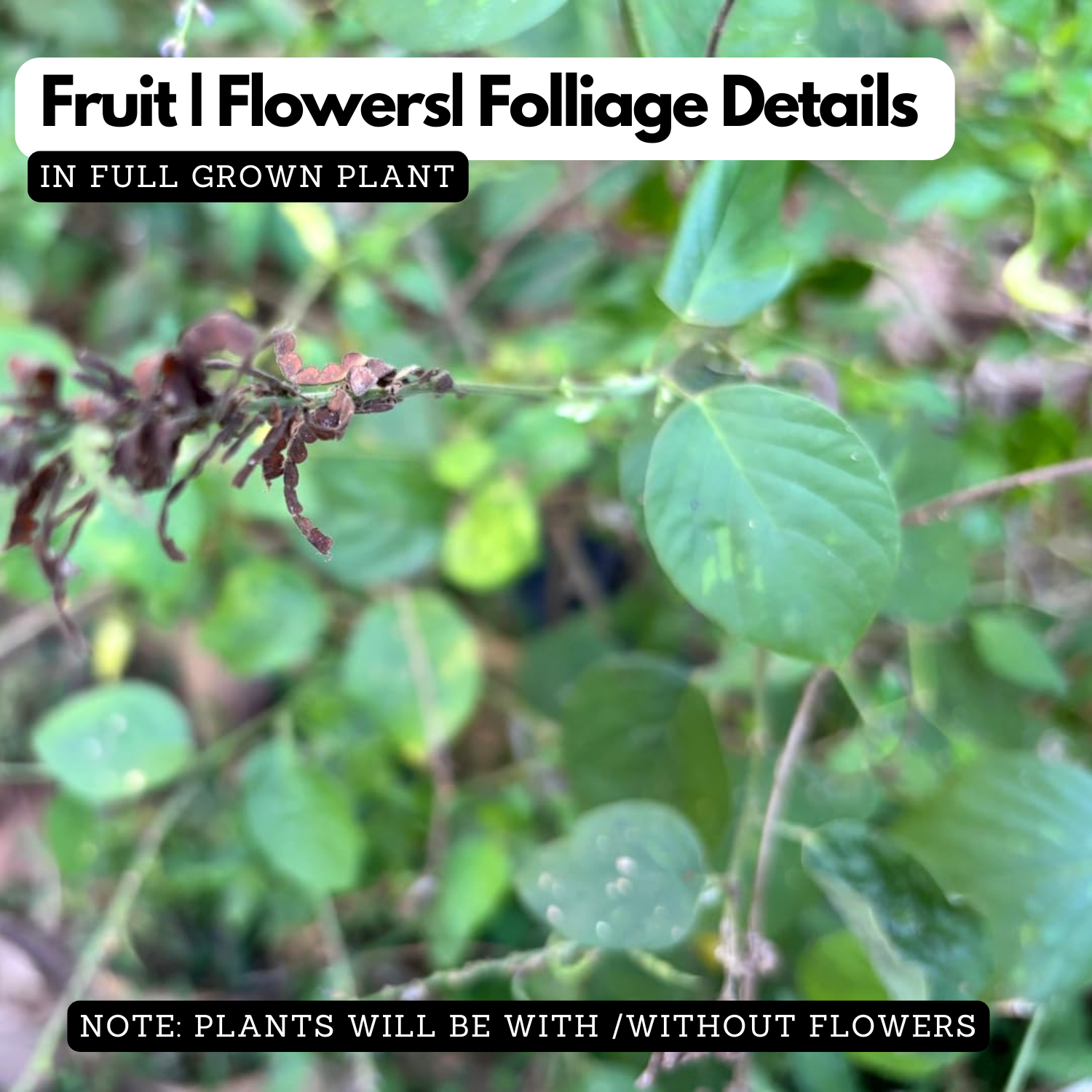 Orila Plant (Desmodium gangeticum) | Ayurvedic Medicinal Live Plant | Traditional Herbal Live Plant for Home & Garden