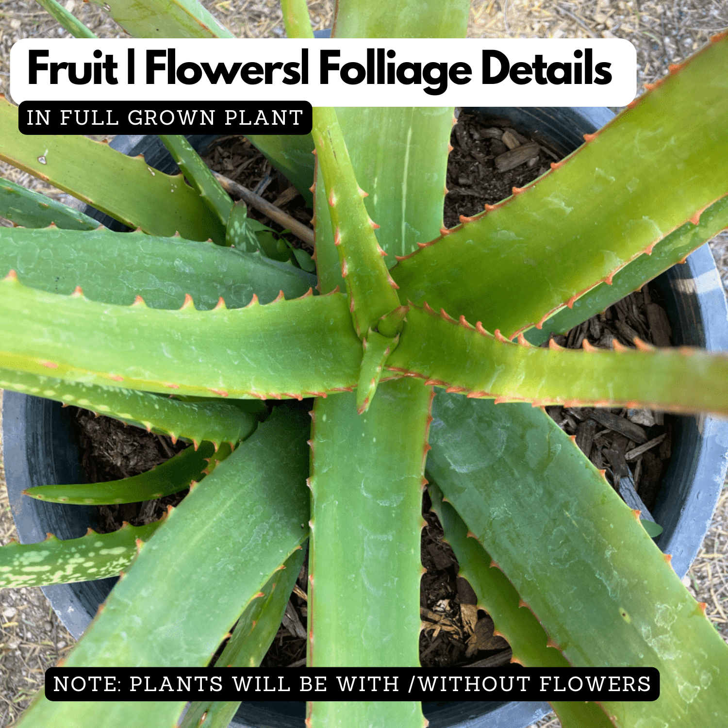 Aloe Cameronii Live Plant (Home & Garden)