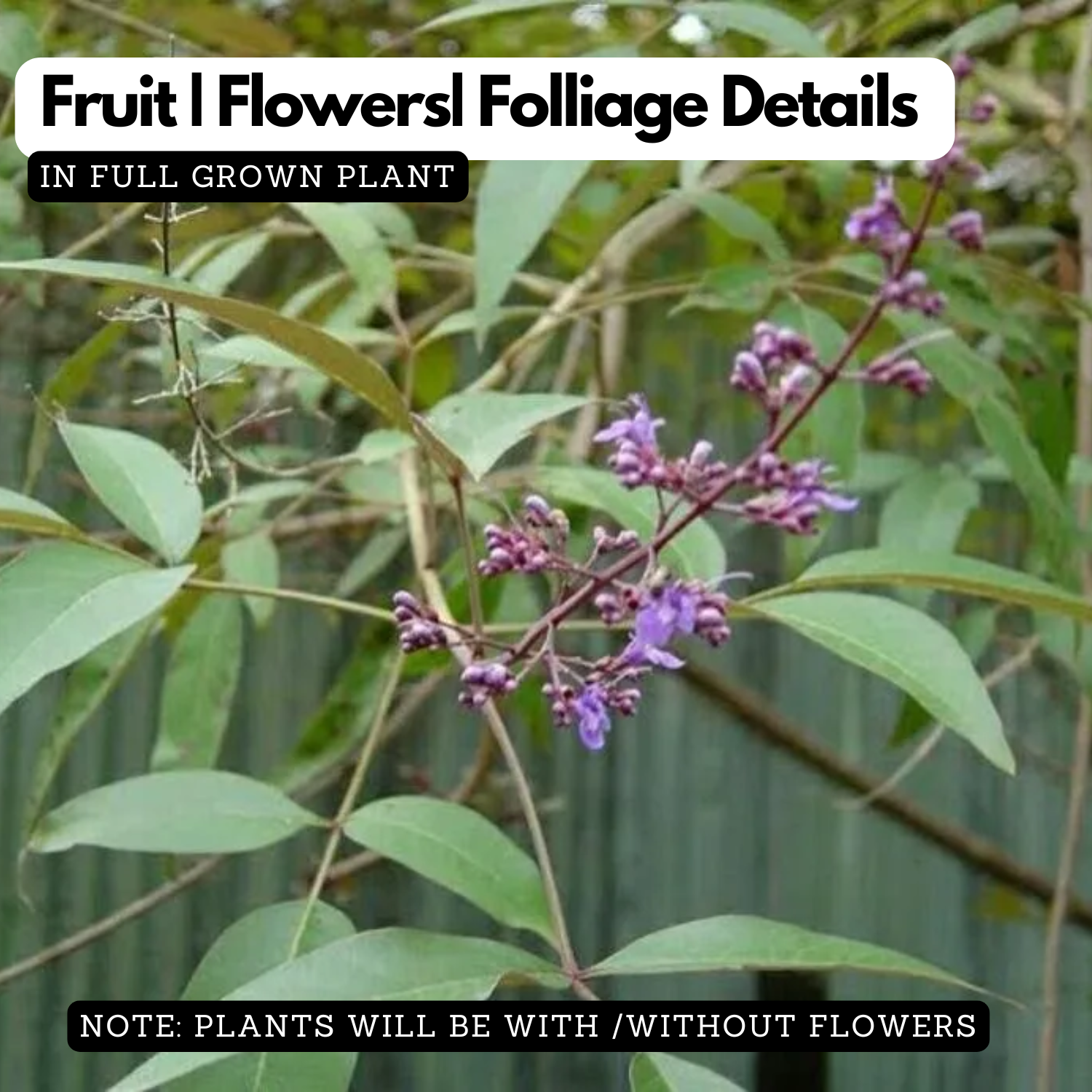 Karinochi Plant (Vitex negundo), Nirgundi | Ayurvedic Medicinal & Aromatic Live Plant | Natural Mosquito Repellent | Ideal for Home Garden & Herbal Use