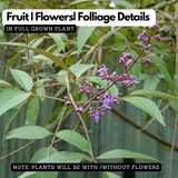 Karinochi Plant (Vitex negundo), Nirgundi | Ayurvedic Medicinal & Aromatic Live Plant | Natural Mosquito Repellent | Ideal for Home Garden & Herbal Use