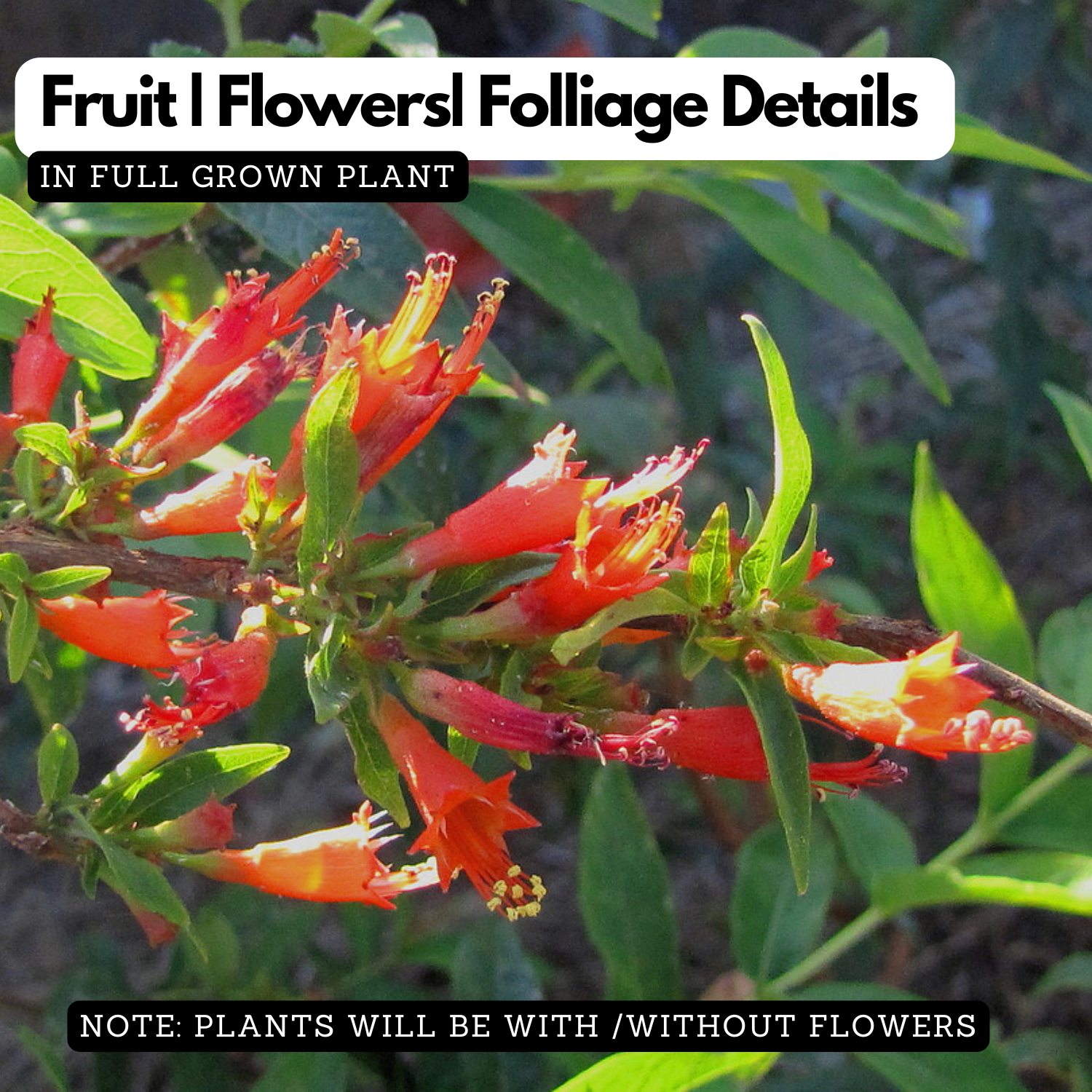 Thathiri (Woodfordia Fruiticosa) Live Plant (Home & Garden)