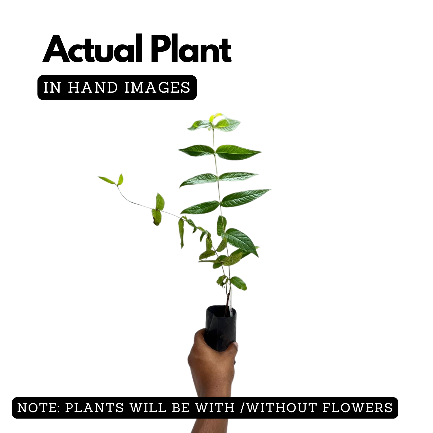 Thathiri (Woodfordia Fruiticosa) Live Plant (Home & Garden)