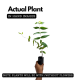 Thathiri (Woodfordia Fruiticosa) Live Plant (Home & Garden)