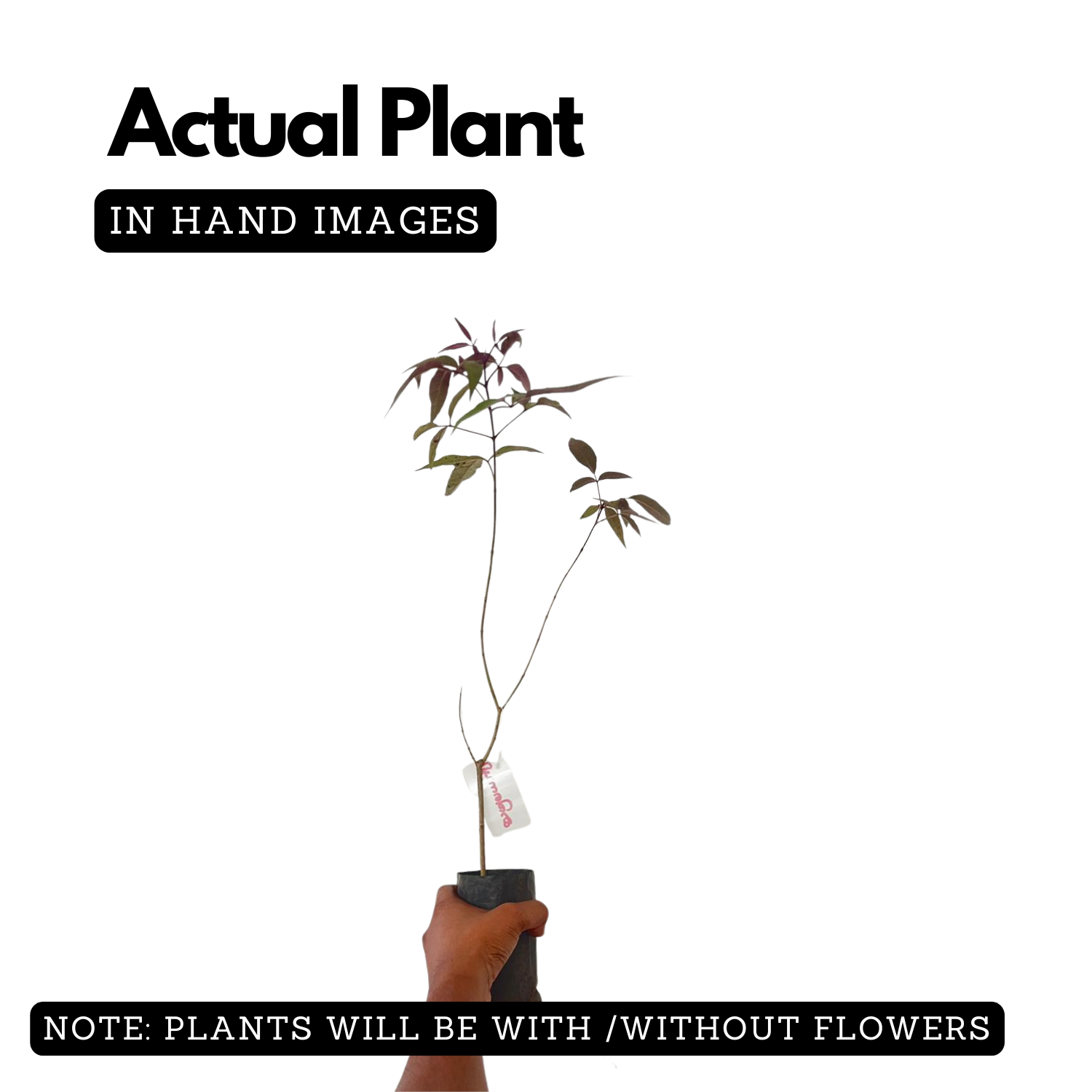 Karinochi Plant (Vitex negundo), Nirgundi | Ayurvedic Medicinal & Aromatic Live Plant | Natural Mosquito Repellent | Ideal for Home Garden & Herbal Use