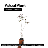 Karinochi Plant (Vitex negundo), Nirgundi | Ayurvedic Medicinal & Aromatic Live Plant | Natural Mosquito Repellent | Ideal for Home Garden & Herbal Use